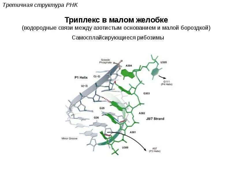 Биополимеры рнк. Строение биополимера РНК. Третичная структура РНК. Рибозимы структура. Водородные связи в структуре РНК.