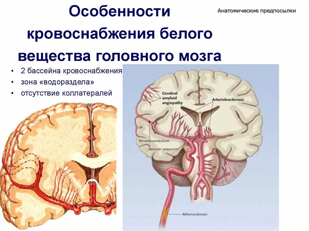 Поступление крови в мозг. Кровоснабжение вещества головного мозга. Кровоснабжение подкорковых структур. Бассейны кровоснабжения головного мозга. Зоны кровоснабжения головного мозга.