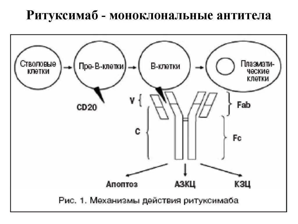 Моноклональные антитела к cd20. Препараты моноклональных антител механизм действия. Механизм действия противоопухолевых моноклональных антител. Механизм действия препараты поликлональных антител. Клон антитела