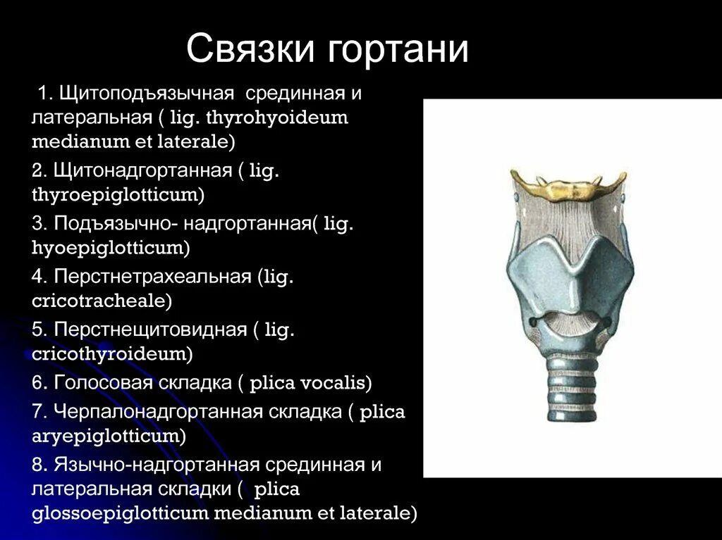 Гортань впр. Связки гортани анатомия латынь. Перстнещитовидная связка гортани анатомия. Черпалонадгортанные складки гортани. Хрящи гортани сбоку.