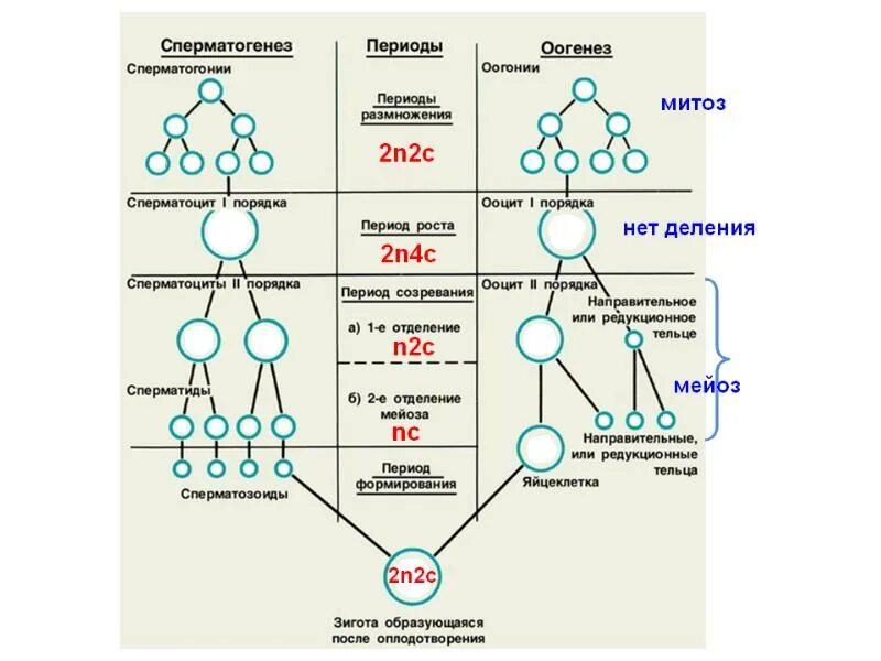 Периоды сперматогенеза таблица. Схема процесса сперматогенеза. Оогенез и сперматогенез набор хромосом. Период созревания сперматогенез. Второе направительное тельце
