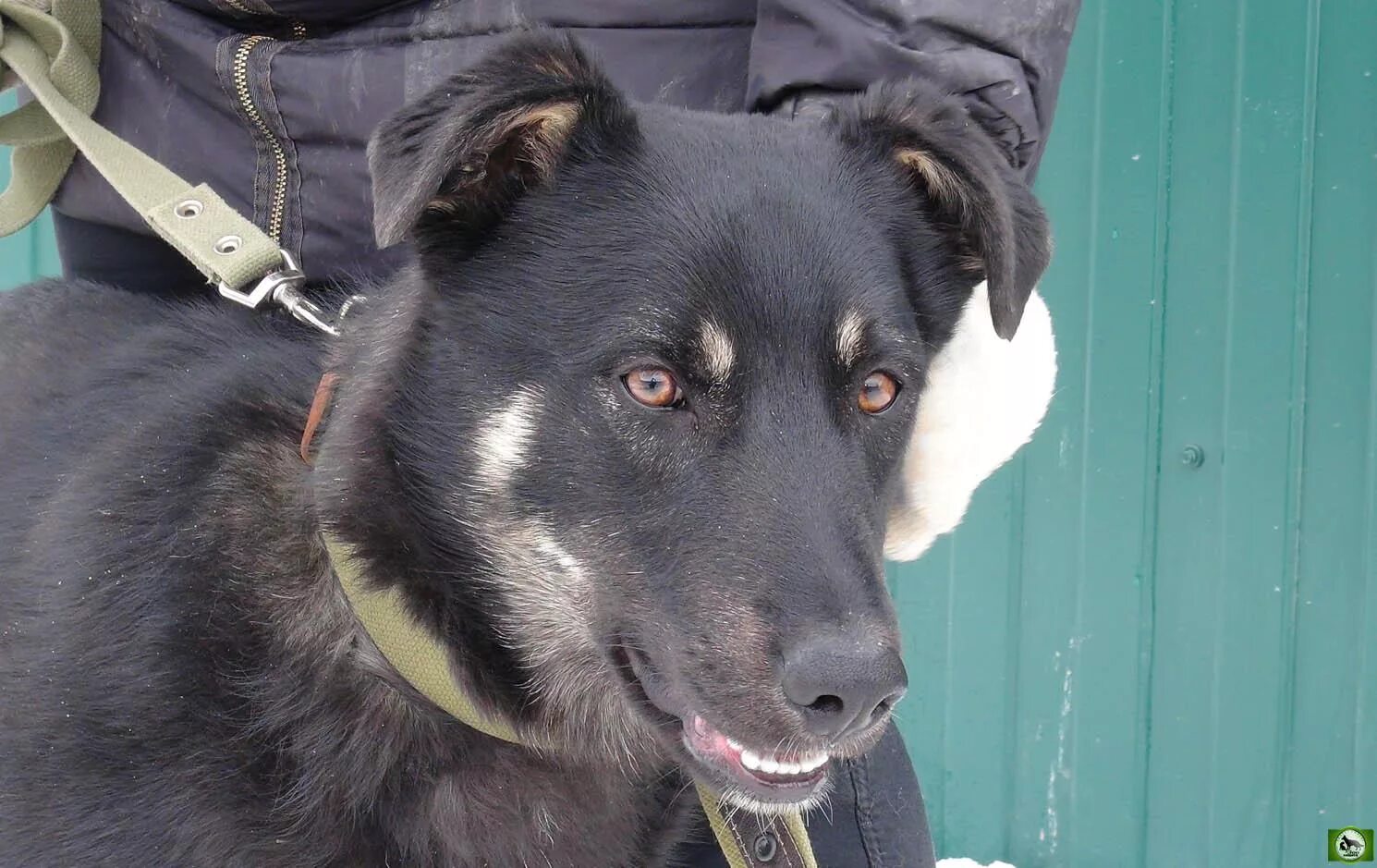 собаки в калининграде в добрые руки