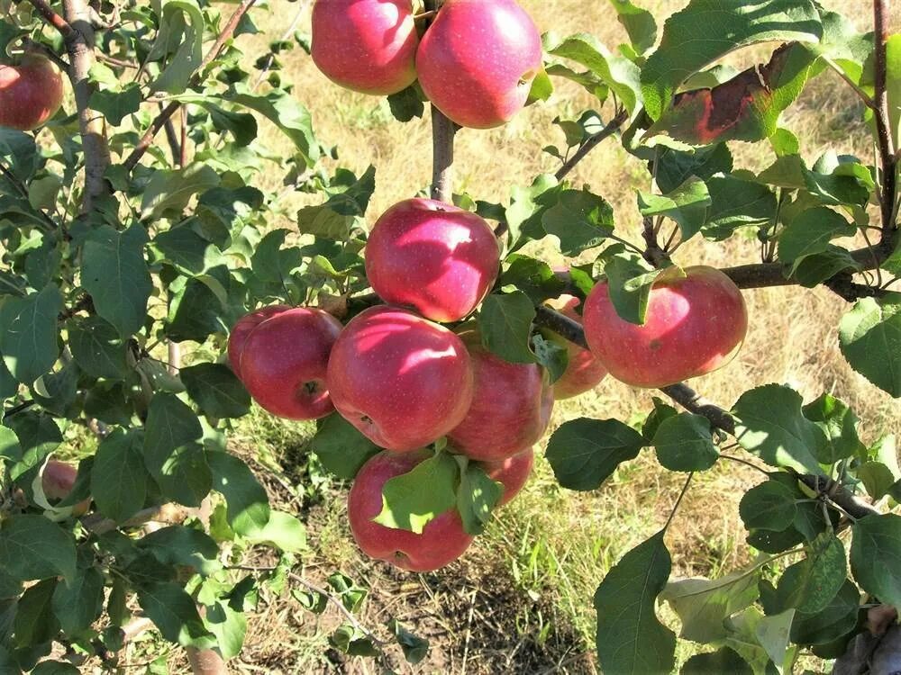 Лобо яблоня описание опылители сорта фото. Орлик (сорт яблони). Сорт яблони Лобо. Саженцы яблоня Орлик. Саженцы яблоня Лобо.