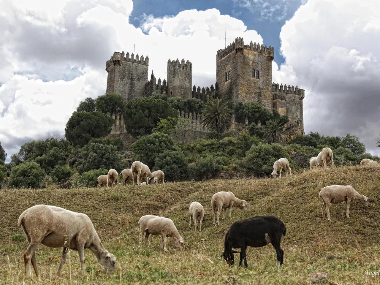 Пасет город. Овцеводство Италия Тоскана. Замок Альмодовар Испания. Овцеводство в Англии 16 век. Овцеводство в Испании.