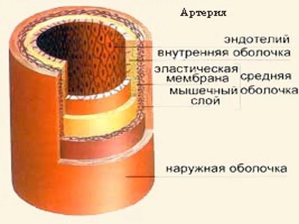 Внутренняя оболочка сосудистая. Строение артерий 3 слоя. Строение стенки артериального сосуда. Оболочки стенки артерии схема. Строение артерии рисунок.