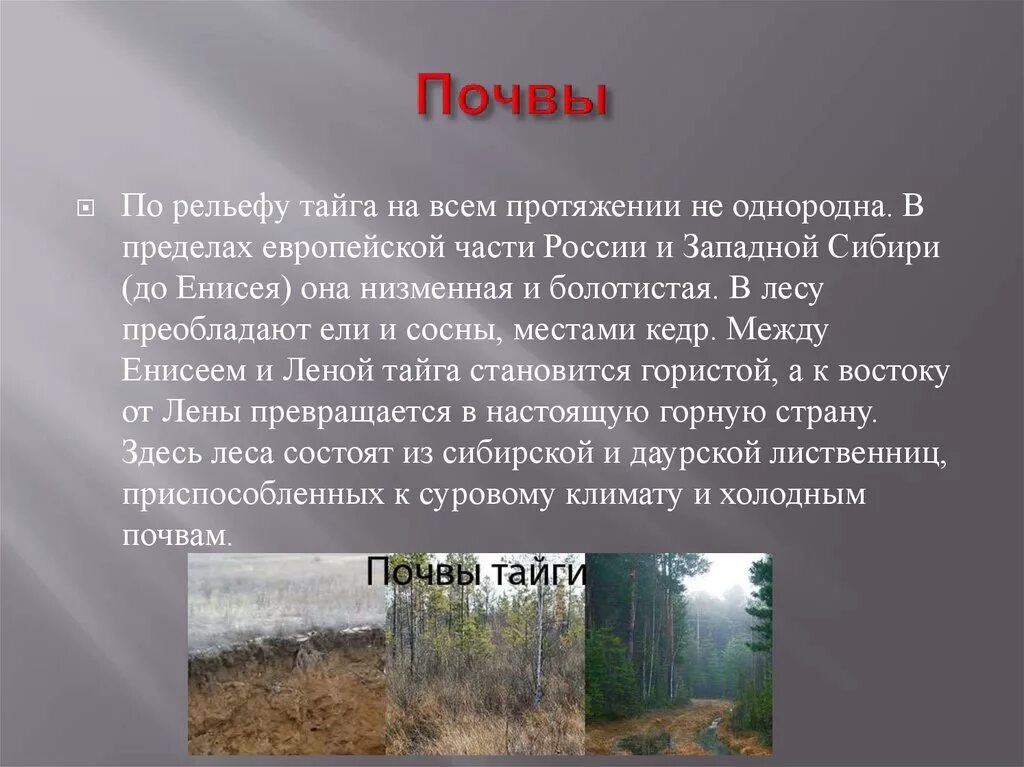 Какая почва в природной зоне тайга. Почвы тайги. Почвы тайги в России. Почвы европейской тайги. Рельеф и почвы тайги.