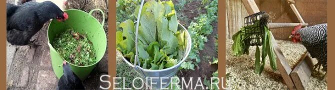 Можно ли давать курам петрушку. Зелень для кур зимой. листья кабачков для курей. сетка для травы курам. цыпленок в траве.