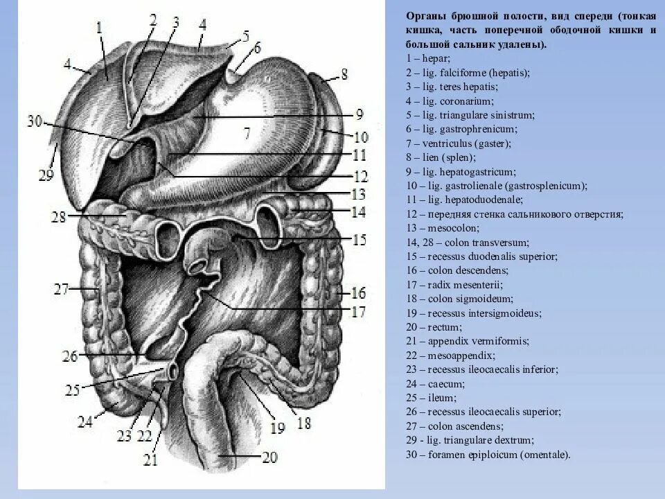 Топографическая анатомия органов брюшной полости человека. Анатомия органов брюшной полости человека схема расположения. Схема органов брюшной полости человека мужчины.