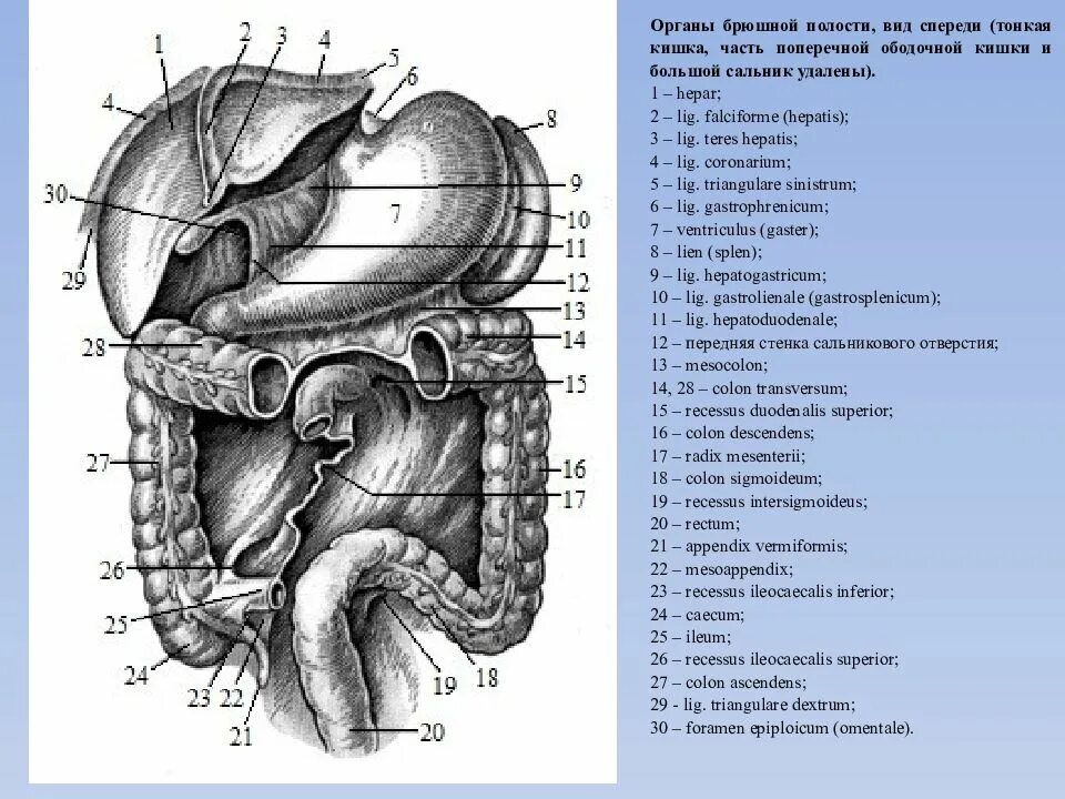 Топографическая анатомия органов брюшной полости человека. Анатомия органов брюшной полости человека схема расположения. Схема органов брюшной полости человека мужчины. Перечислите органы брюшной полости