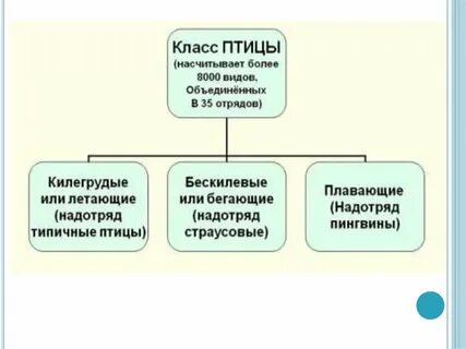 Птицы систематика