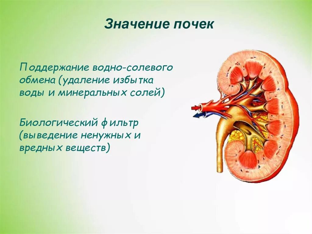 Значение почек. Рассказ о почках. Почки строение и функции. Почки кратко.