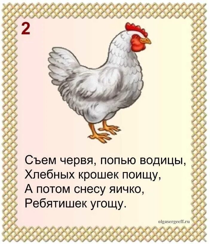 Куры загадка для детей
