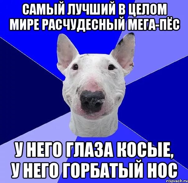 Собака с длинным носом мем. Мега пёс Мем. Картинка Dog Mega. Пес пиздострадун. Подыми мега собака.