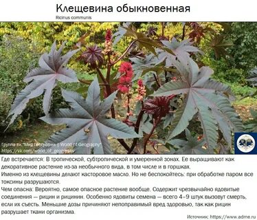 Клещевина фото и описание