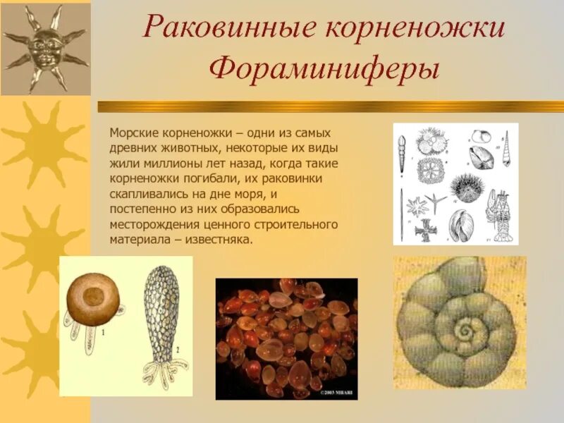 Многообразие и значение животных урок биологии 5