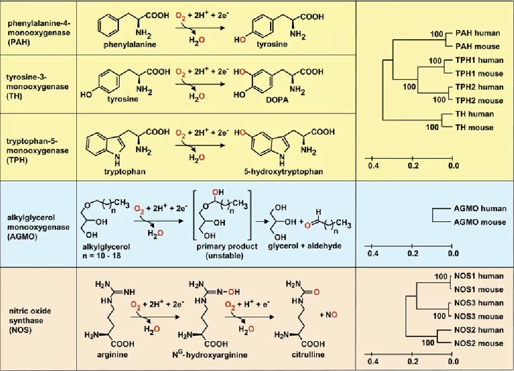 Фенилаланин биохимия. Биосинтез фенилаланина. Фенилаланин функции. Pah (Phenylalanine hydroxylase Gene).