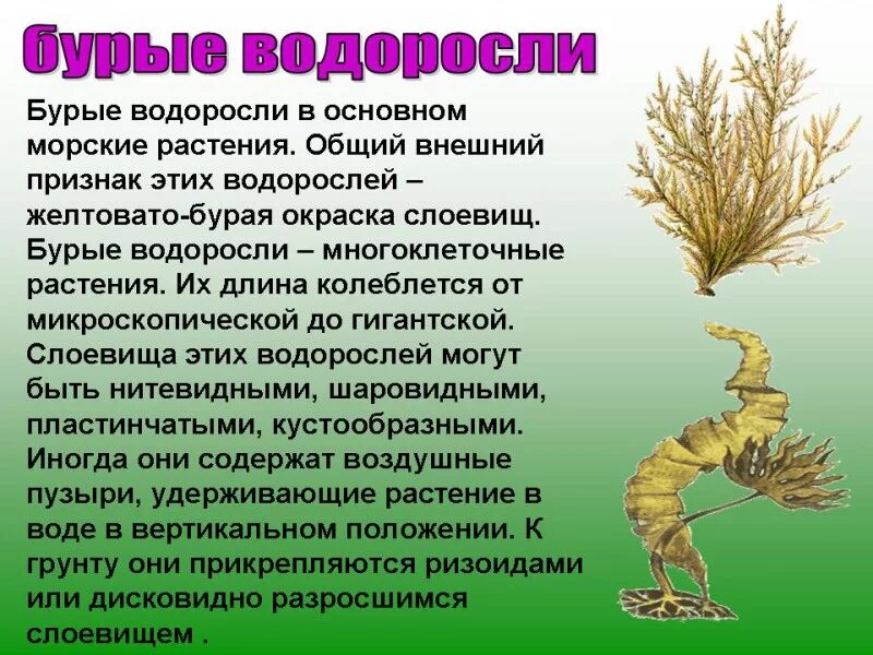 Подготовить сообщение водоросли. Доклад по биологии водоросли. Представители бурых водорослей 6 класс биология. Водоросли сообщение 5 класс биология. Водоросли доклад 5 класс биология.