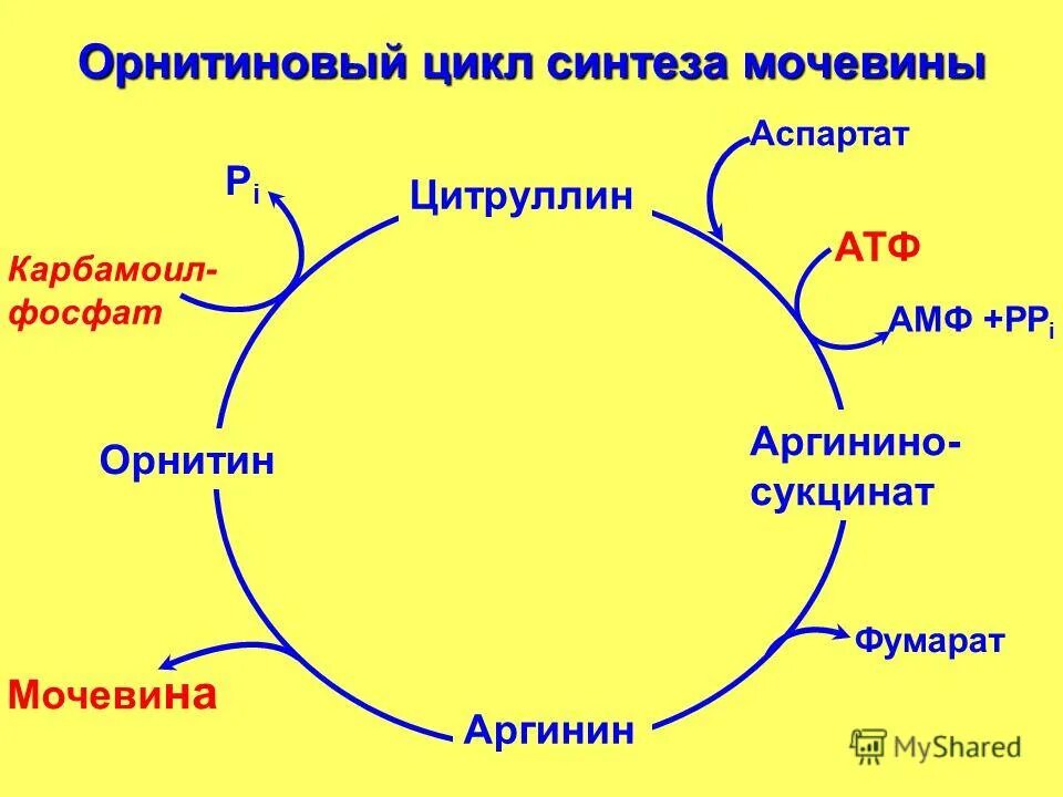 Схема орнитинового цикла синтеза мочевины. Орнитиновый цикл схема. Орнитиновый цикл ферменты. Схема орнитинового цикла мочевинообразования. Реакции образования циклов