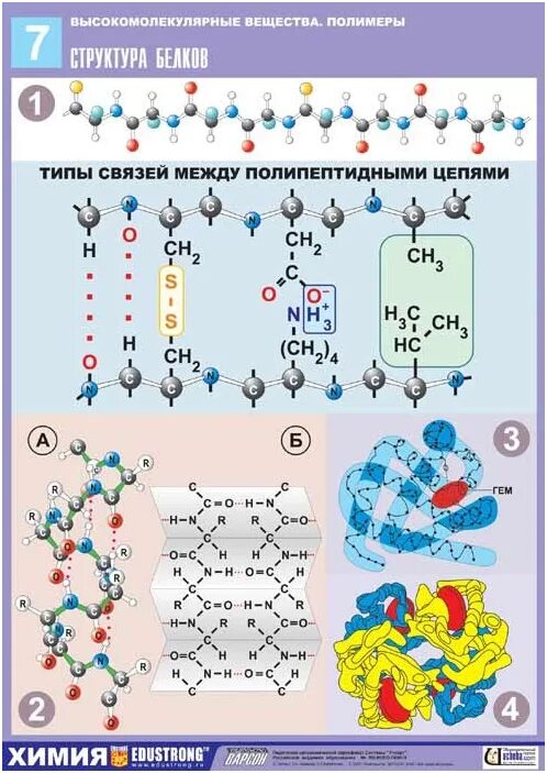 Первичная структура белка связи. Денатурация белка уровень организации. Наследственные нарушения первичной структуры белка биохимия. Процесс разрушения первичной структуры белка. Первичная структура белка структура.