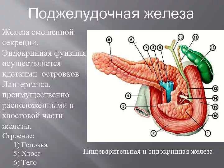 Поджелудочная железа анатомия функции. Строение поджелудочной анатомия. Анатомическое строение поджелудочной железы функции. Анатомические структуры поджелудочной железы.