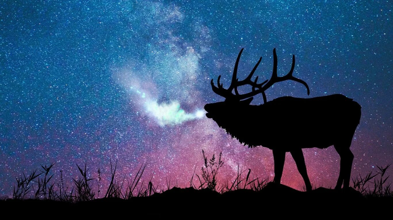 Олень и звездное небо. Star deer. Звездный олень. Олень и звездное небо. Star deer.