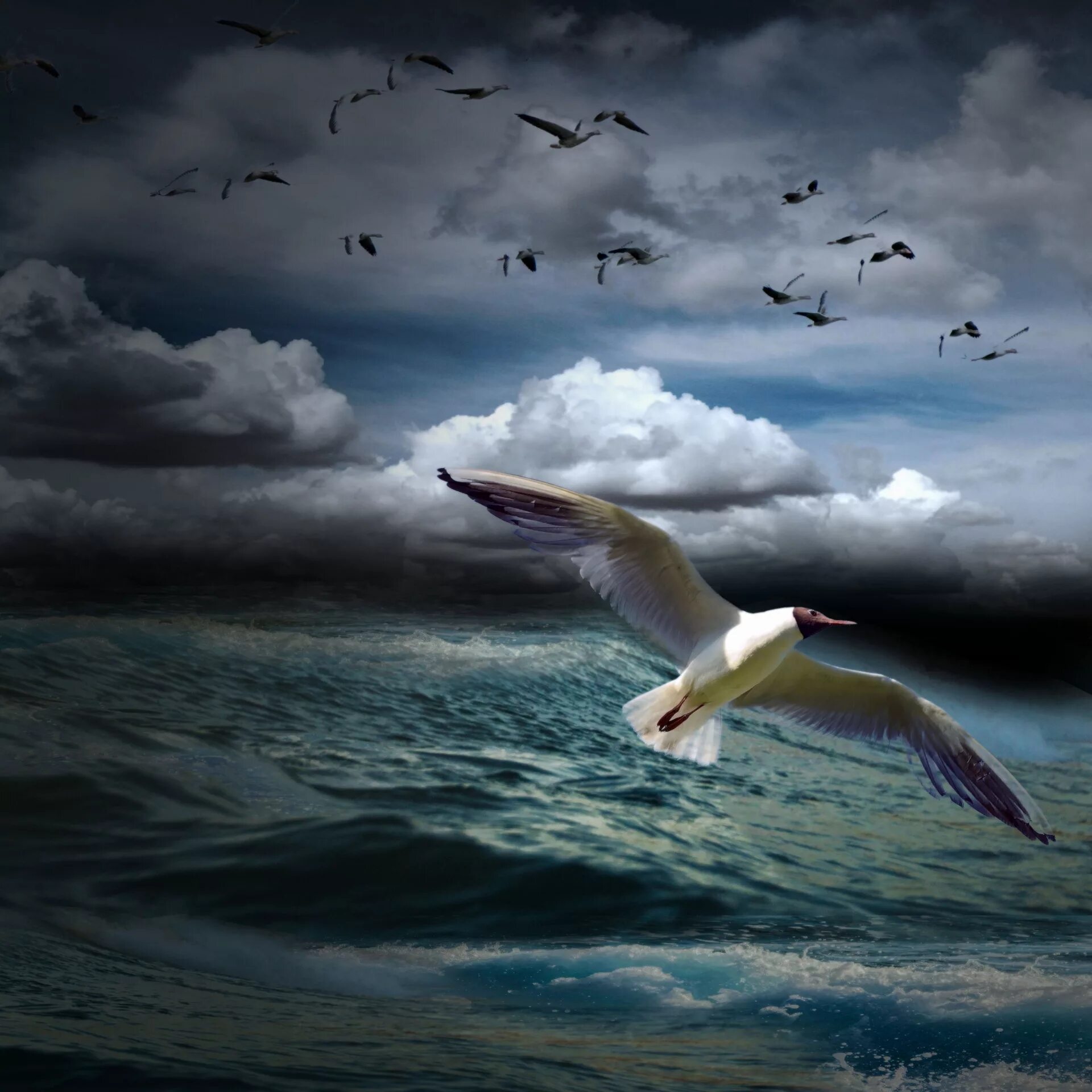 Волны и чайки над морем. Птицы над морем. Птицы летающие над морем. Полет птицы над морем. Чайки над морем.