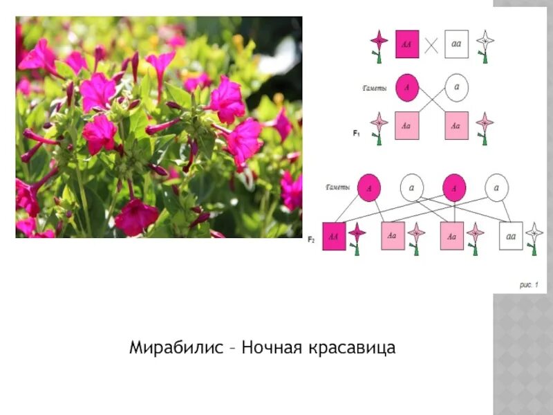 Какой процент ночной красавицы с розовыми цветками. Ночная красавица схема. Ночная красавица биология. Ночная красавицы схема посадки. Ночная красавица формула цветка.