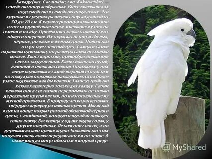 Какаду прилагательное