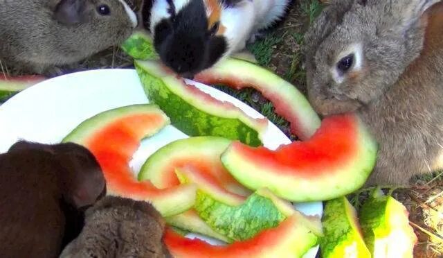 Кожура кроликам. Кролик с арбузом. Кролики с арбузиком. Арбузные корки кроликам. Кролики едят дыню.