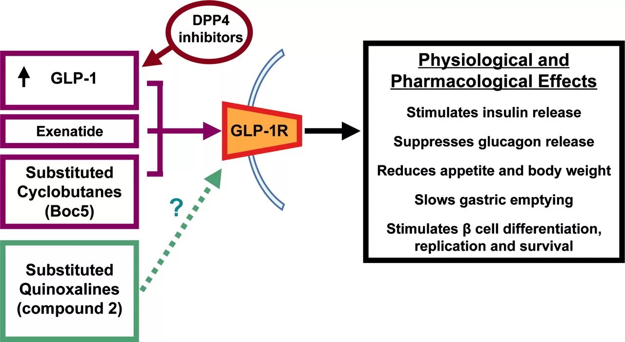 Glp 1. GLP 1 receptor Agonists today. Fgf21 & GLP-1. GLP-1 поколения.