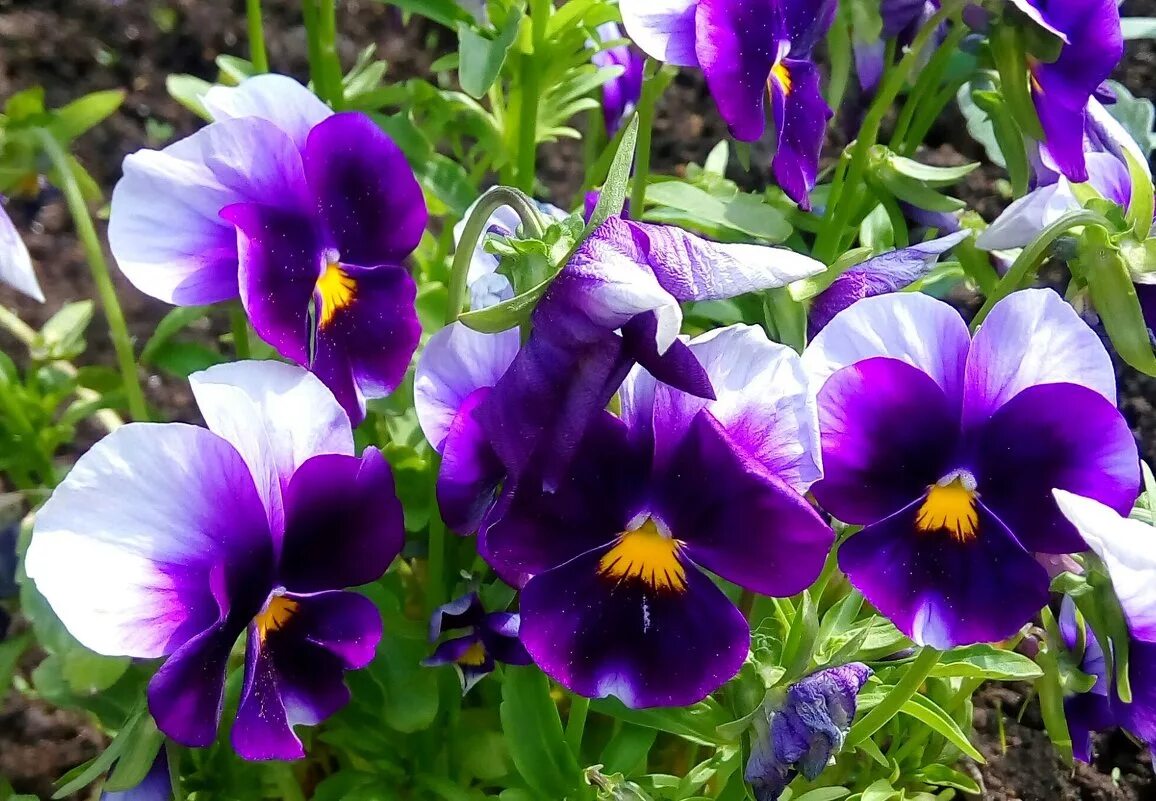 цветок анютины анютины глазки. анютины глазки. виола махровая. виола виттрока это многолетник. виола анютины глазки.