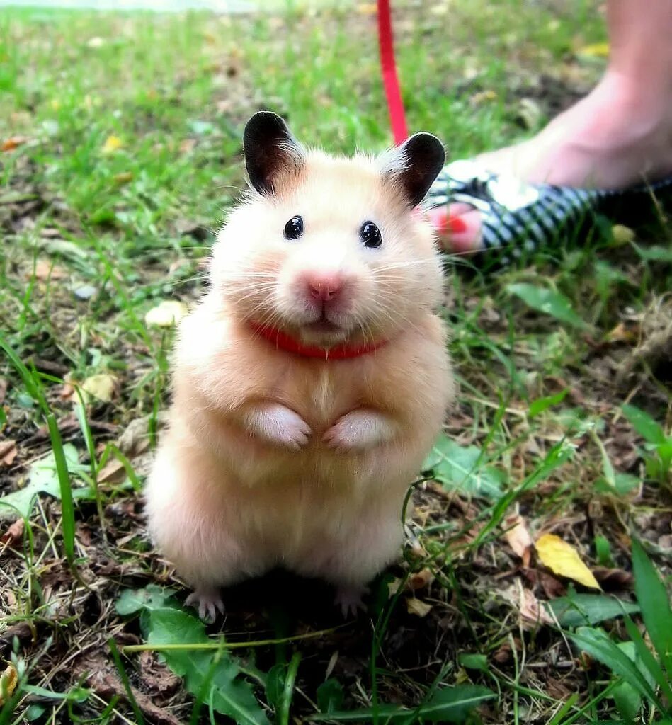 Violin hamster. Сирийский хомяк Хома. Хомяк Хамстер. Хомяк прикольный. Забавные хомяки.