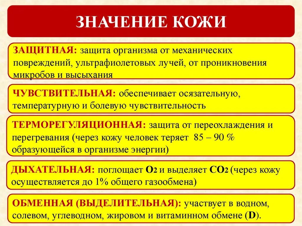 Какого значение кожи. Значение кожи для организма. доклад на тему значение кожи. значение кожи презентация. доклад на тему значение кожи для организма.