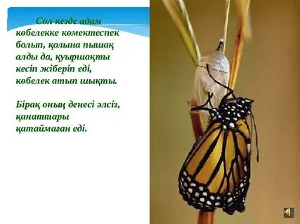 Табу порно фильмдерінің жалғасы