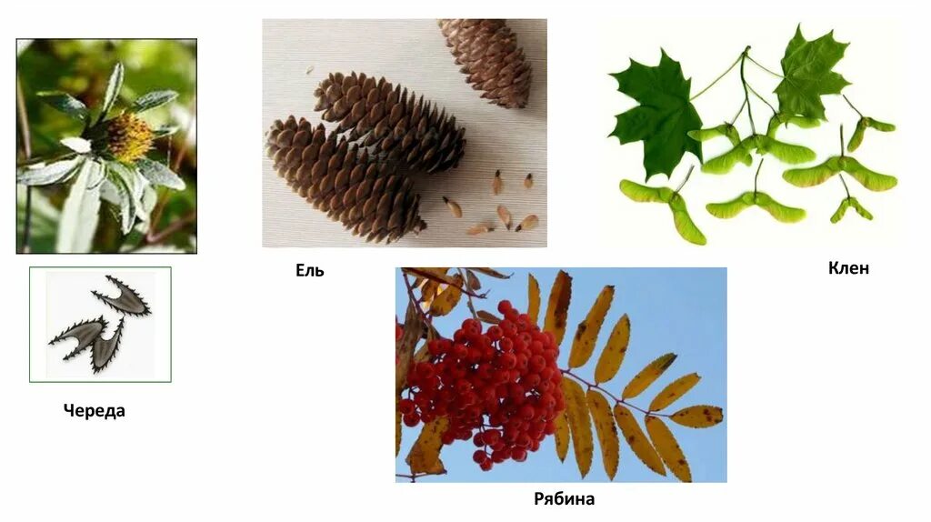 Плоды клёна приспособленность. Черты приспособленности к среде клена. Приспособленность ели. Плоды клена фото 2 класс окружающий мир. Семена ели приспособленность