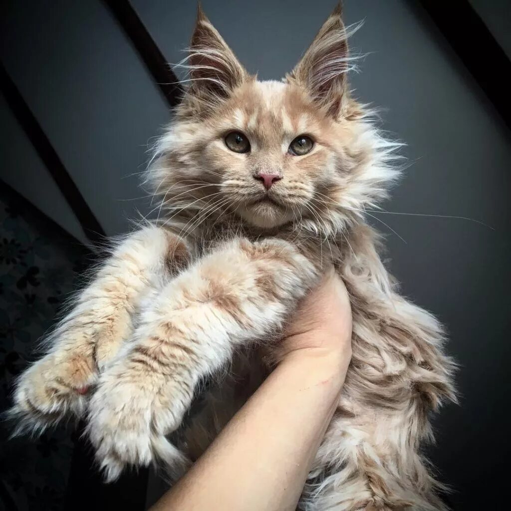 Ман кун. Мейн-кун. коты мейн кун. взрослая кошка мейн кун. большой кот мейн кун.