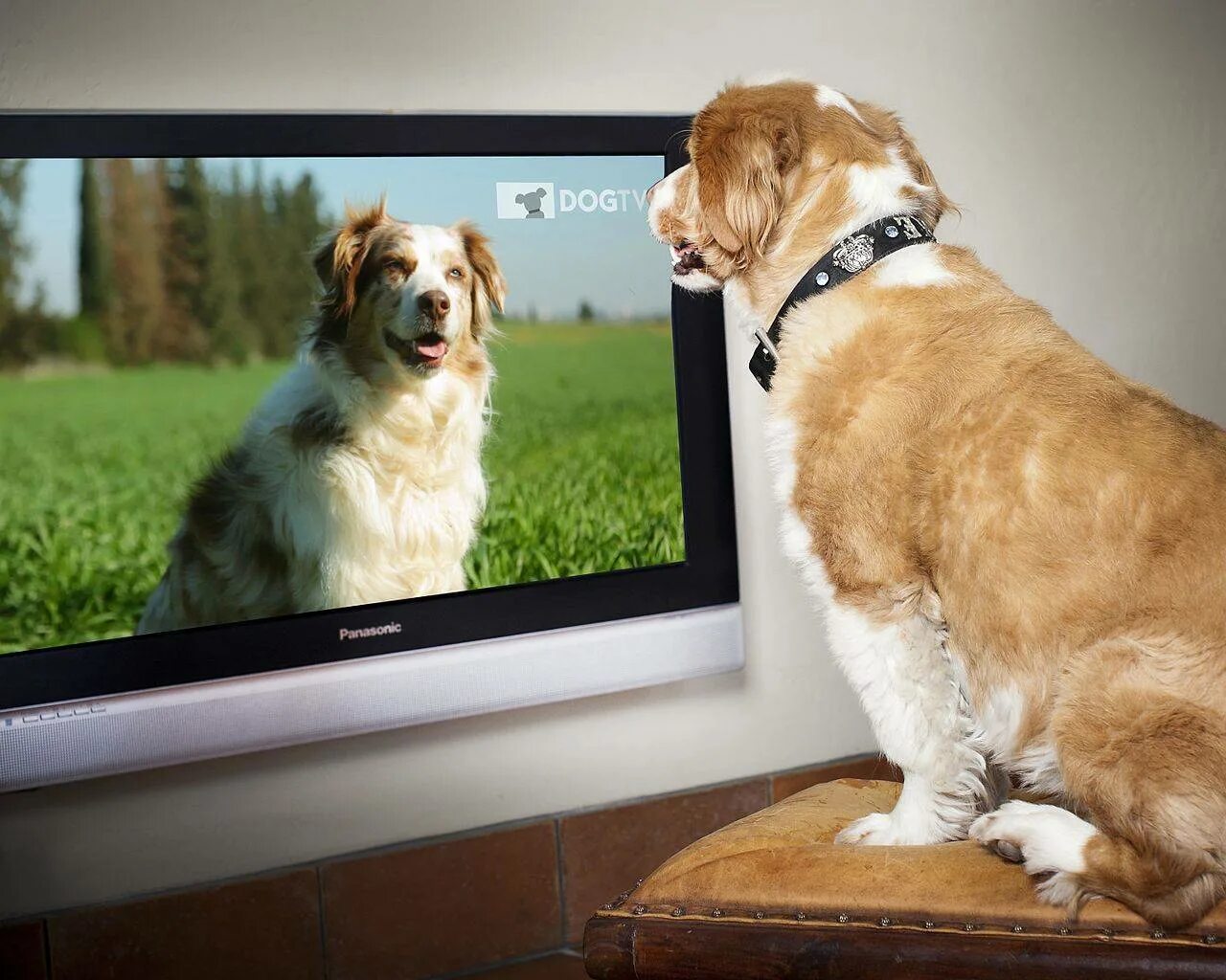 Включи на телевизоре животных. Канал про животных по телевизору. Собака тв3. Экран телевизора в мире животных. Пес ТВ.