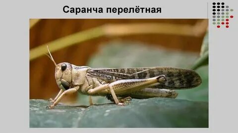 Кобылка слова