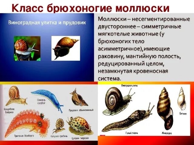 Брюхоногие примеры. Брюхоногие моллюски биология. Брюхоногие моллюски представители. Классификация брюхоногих моллюсков. Представители класса брюхоногих моллюсков.