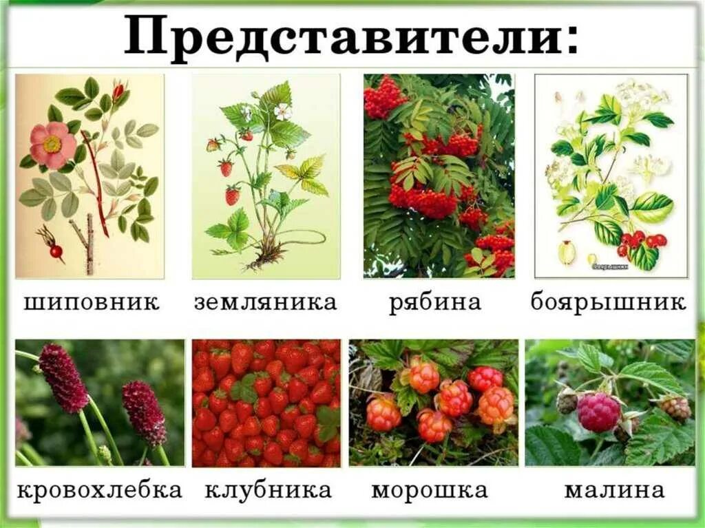 3 типа розоцветных. Розоцветные растения представители. травы семейства розоцветных. семейство розоцветных представители растений. отдел розоцветные представители.