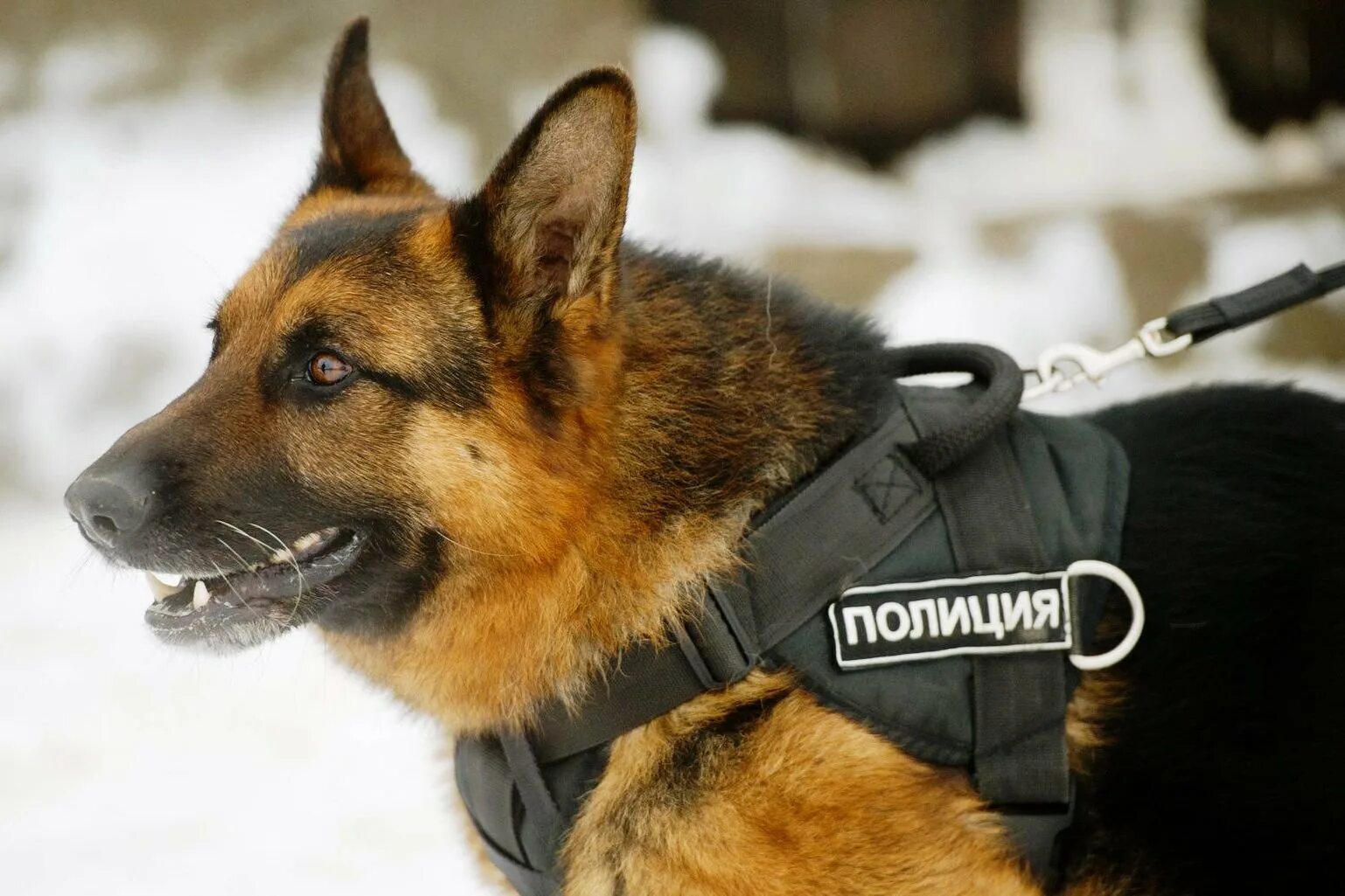 Служебная собака какая. Немецкая овчарка служебная собака. кинологическая овчарка. полицейские собаки немецкие овчарки. немецкая овчарка кинолог.