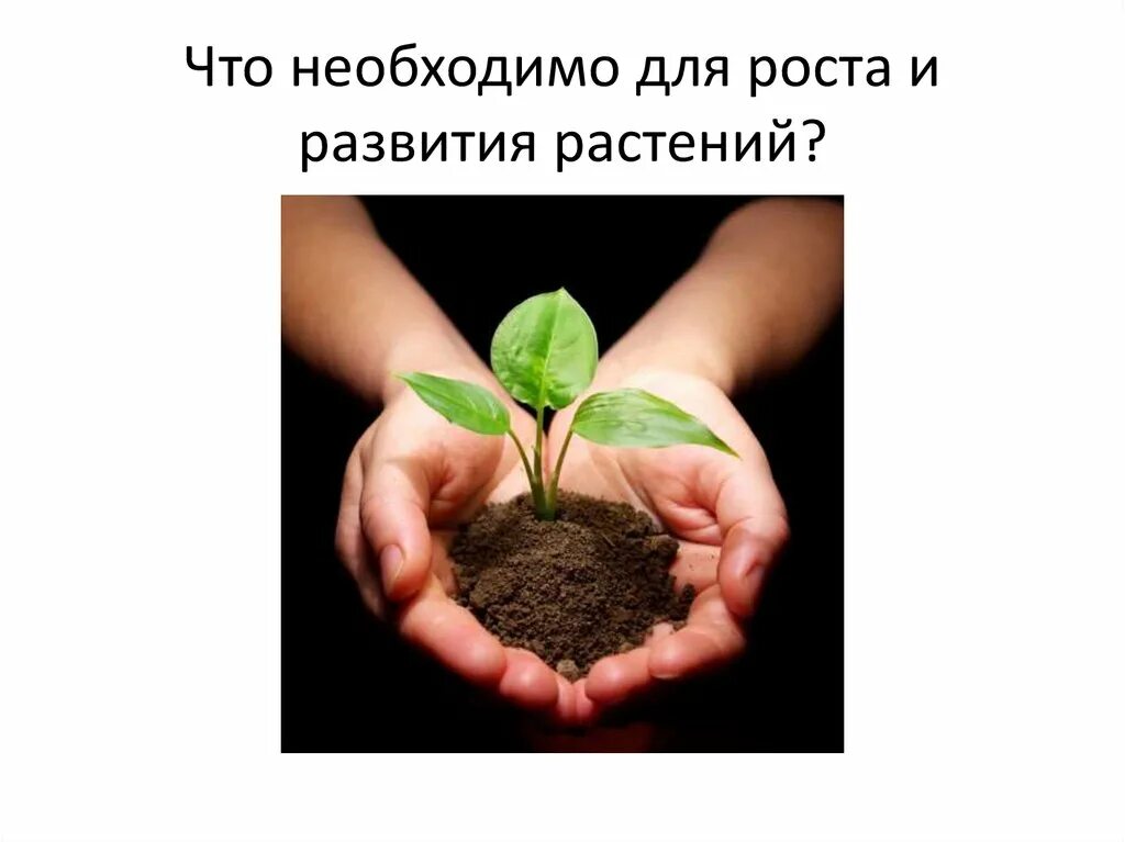 Растениям для роста и развития необходимы. Условия роста и развития растений. Условия необходимые для роста и развития растений. Необходимые условия для растений.