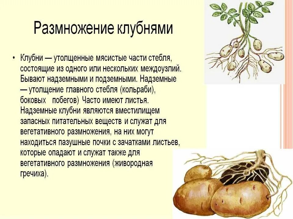 Клубень картофеля и ус земляники. Вегетативное размножение клубнями. Размножение клубнями клубни. Размножение клубнями вегетативное размножение. Размножение растений корневыми клубнями.