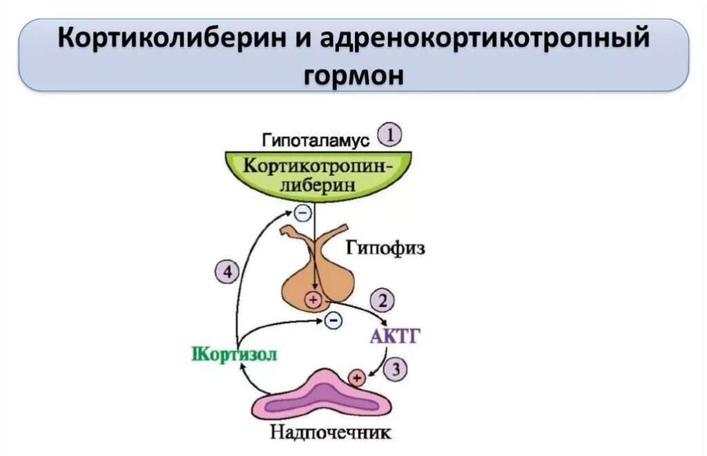 АКТГ (адренокортикотропный гормон, кортикотропин, Adrenocorticotropic Hormone, ACTH). Кортиколиберин гипоталамуса. Кортикотропин и кортиколиберин. Адренокортикотропный гормон схема. Гормоны гипофиза актг