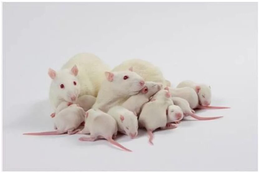 Крысы линии вистар. Белые крысы линии вистар. Лабораторная крыса. Лабораторные крысы rattus rattus. Лабораторная крыса линии вистар.