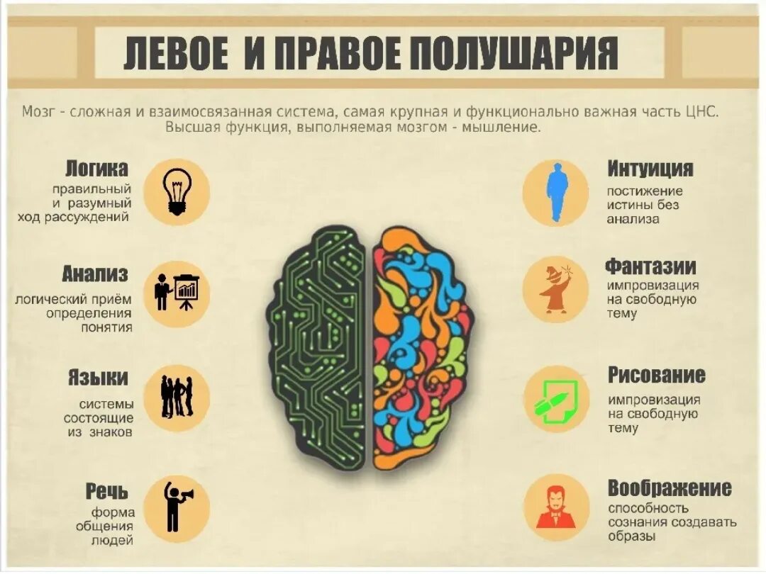 За что отвечают полушария головного мозга человека левое и правое. За что отвечает правое полушарие головного мозга у мужчин. За что отвечает правое полушарие мозга кратко. За что отвечает левое полушарие мозга.