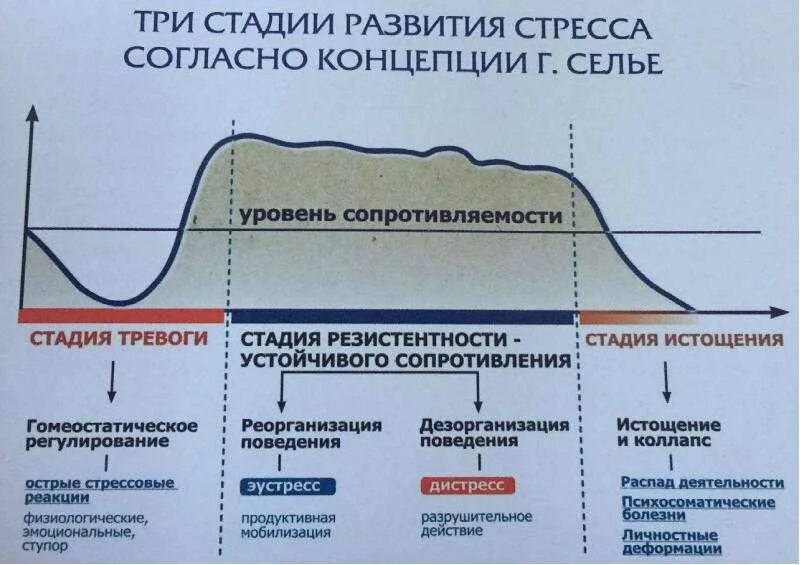 Этапы стресса по г.Селье. Стадии развития стресса по Селье. Стадии развития стресса по г Селье. Три фазы стресса Селье.