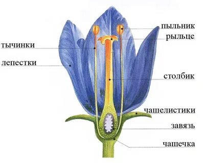 Полые цветки