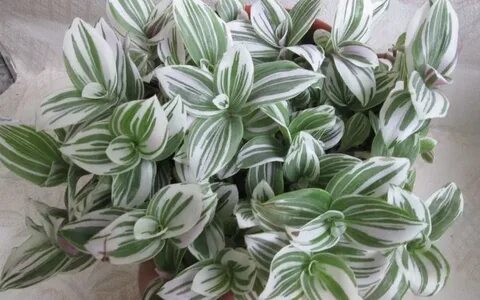 Традесканция кустовая