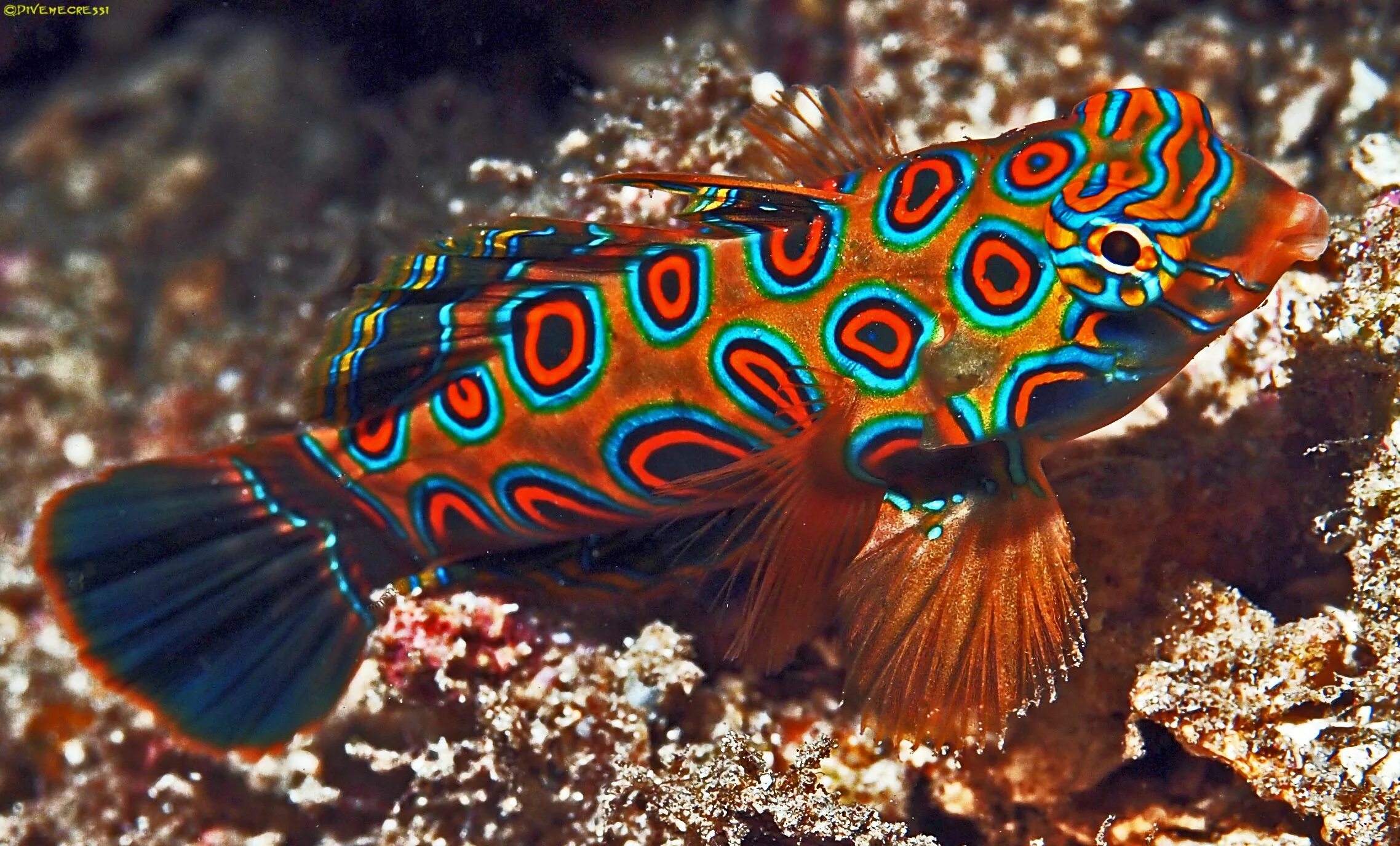 Мандаринка рыба. Synchiropus picturatus. мандаринка глазчатая рыба. мандаринка пятнистая synchiropus picturatus. мандаринка глянцевая, synchiropus splendidus l.